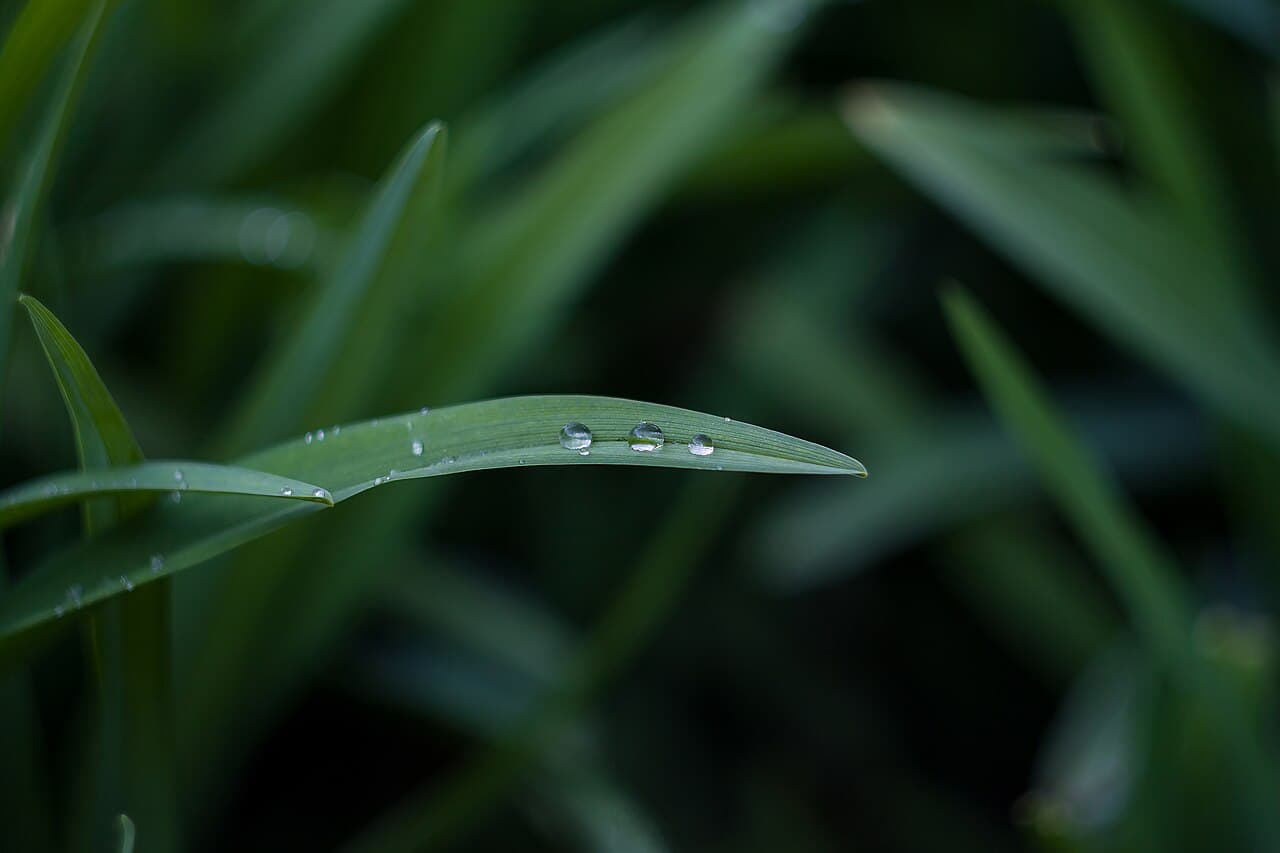 Morning dew on grass for dew point tomorrow by zip code planning