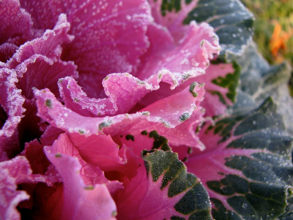 Frozen kale after a freeze warning damaged exposed garden plants