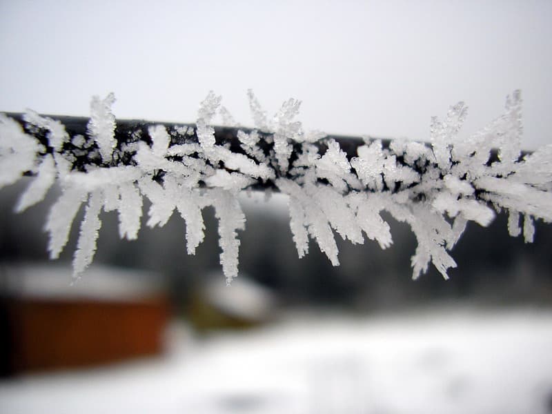 Hoar frost in a field during freeze watch vs warning conditions
