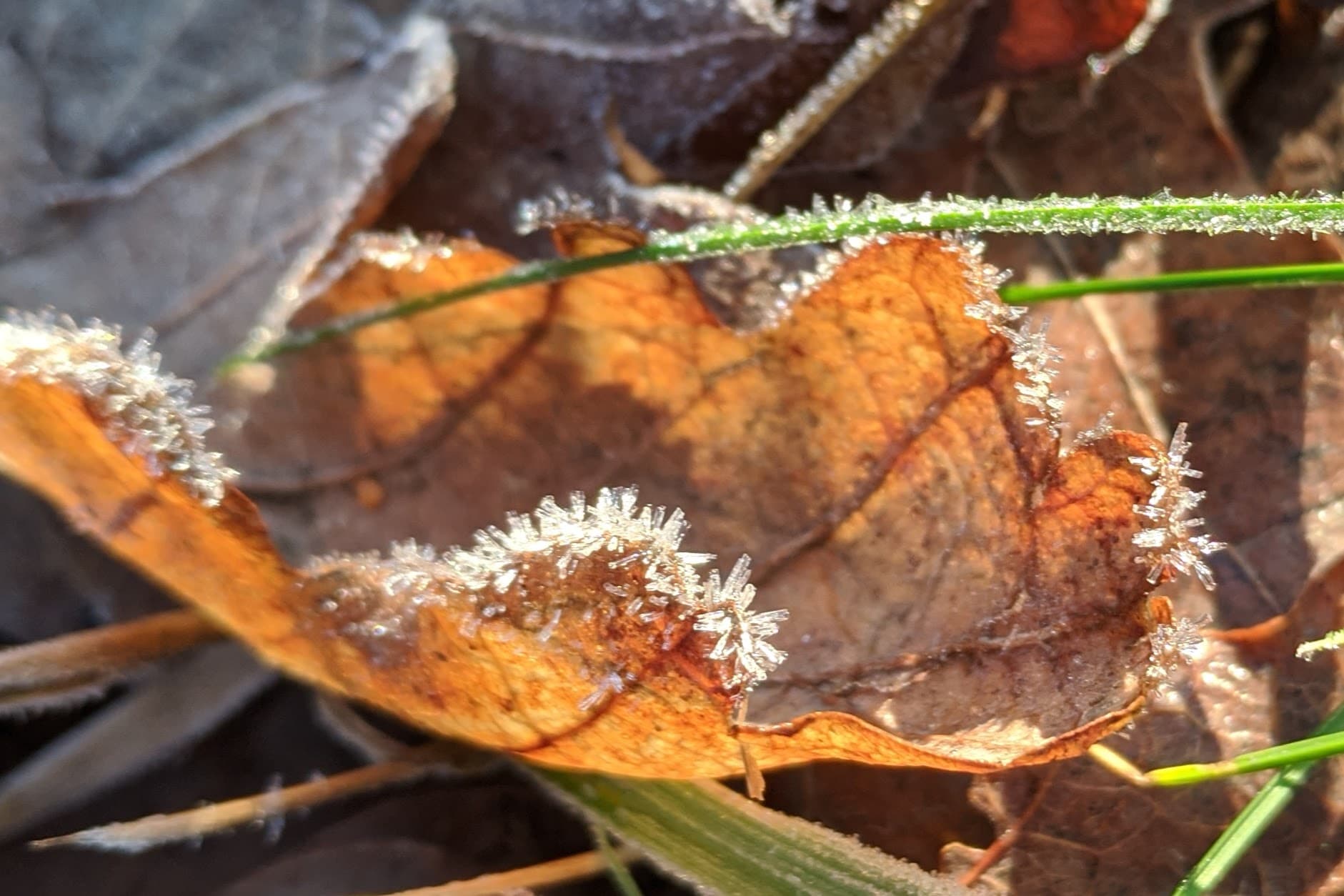 Leaf with frost during a frost advisory before a harder freeze warning