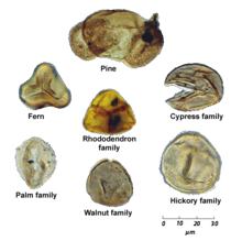 Microscope-style pollen image for ragweed pollen forecast education