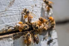 Bee collecting pollen during high pollen forecast tomorrow conditions